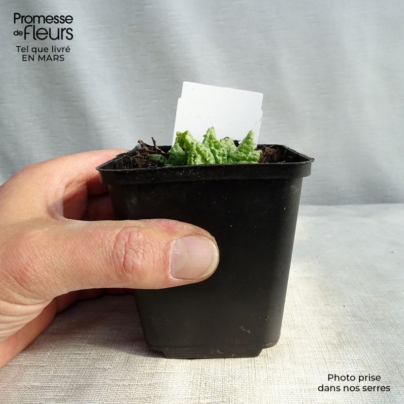 Spécimen de Primevère du Japon Millers Crimson - Primula japonica Godet de 8/9 cm tel que livré au printemps