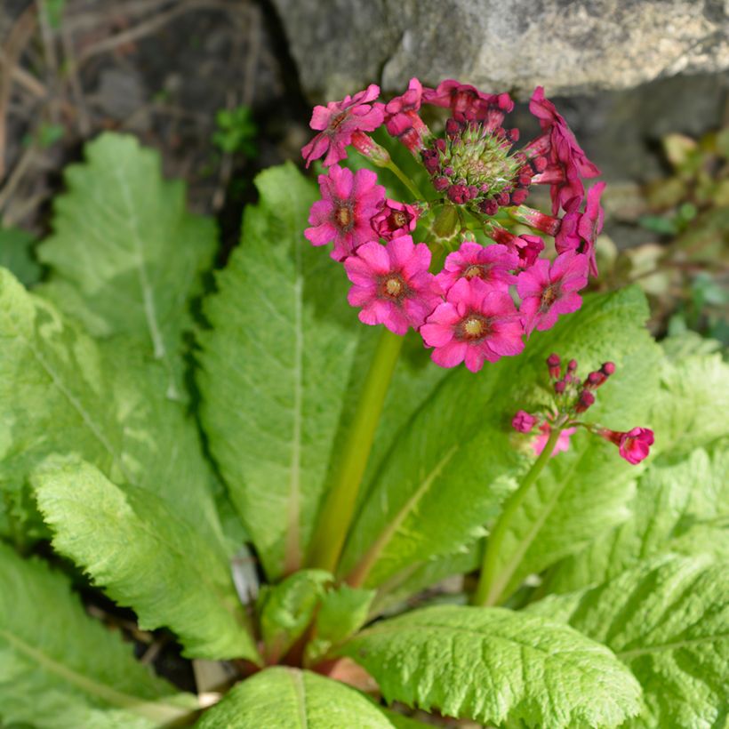 Primevère du Japon Millers Crimson - Primula japonica (Port)