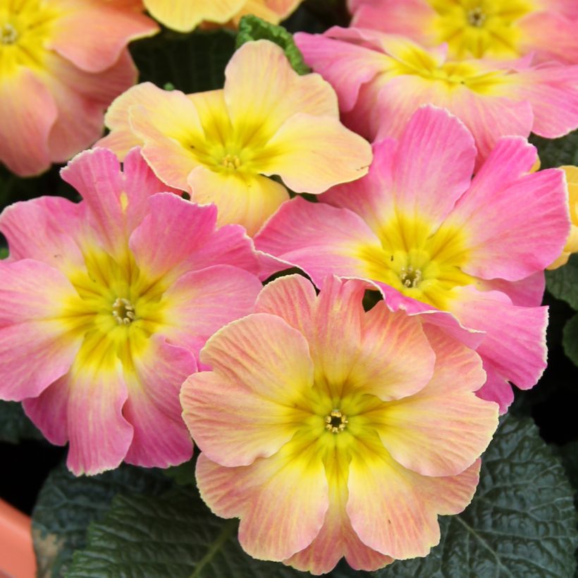 Primevère hybride Chameleon F1 - Primula hybrida (Floraison)