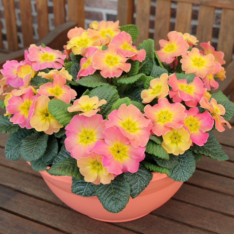 Primevère hybride Chameleon F1 - Primula hybrida (Port)