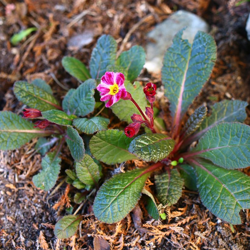 Primevère hybride Dark Rosaleen - Primula (Port)