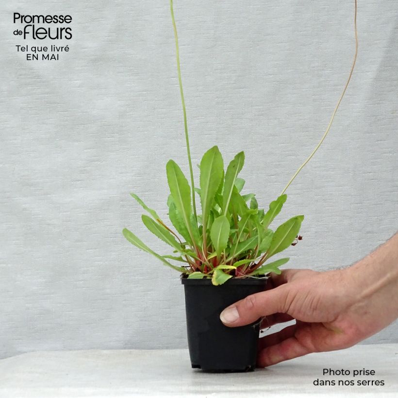 Spécimen de Primevère rose - Primula rosea Grandiflora   Godet de 7/8 cm tel que livré au printemps