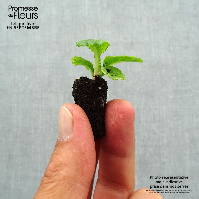 Spécimen de Primula Everlast F1 - Primevère des jardins Mini-motte Ø 1,5/2,5 cm tel que livré en automne