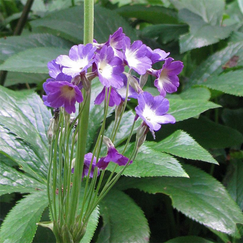 Primevère, Primula alpicola var. violacea (Floraison)