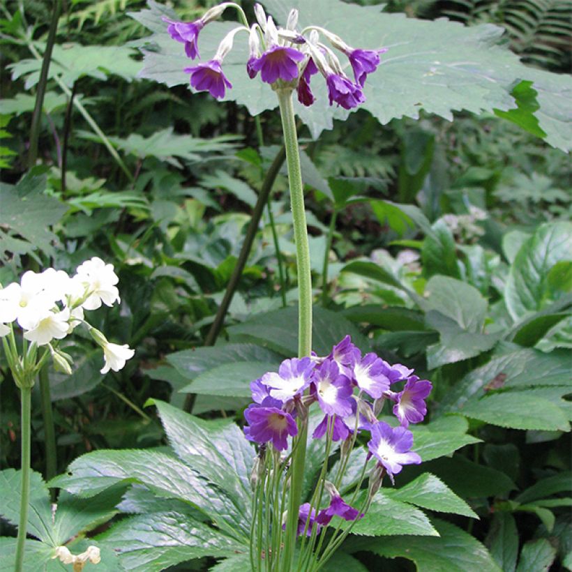 Primevère, Primula alpicola var. violacea (Port)