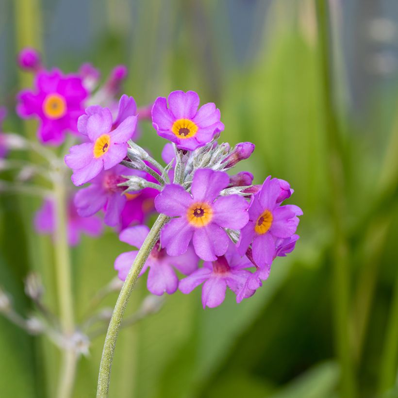 Primula beesiana - Primevère candélabre (Floraison)