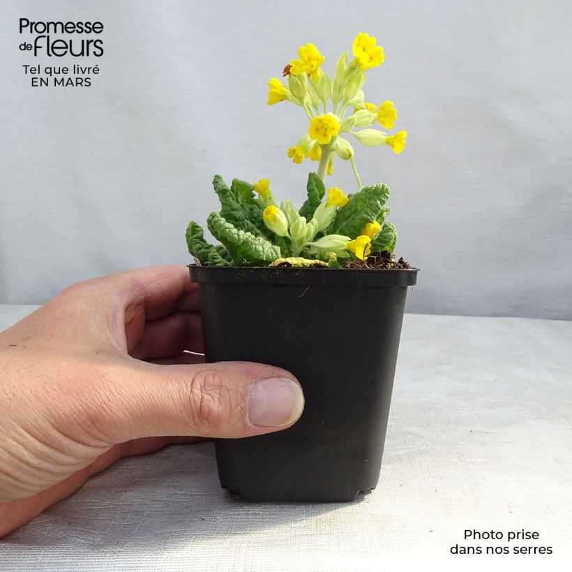 Example of Primula veris - Primevère officinale, Coucou Godet de 8/9 cm as you get in printemps