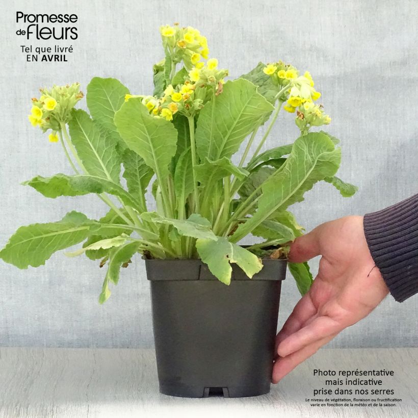 Example of Primula veris - Primevère officinale, Coucou Pot de 2L/3L as you get in printemps
