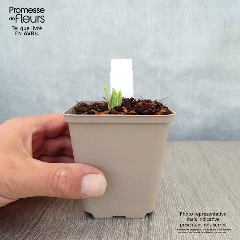 Spécimen de Primula vialii Alison Holland - Primevère Godet de 8/9 cm tel que livré au printemps