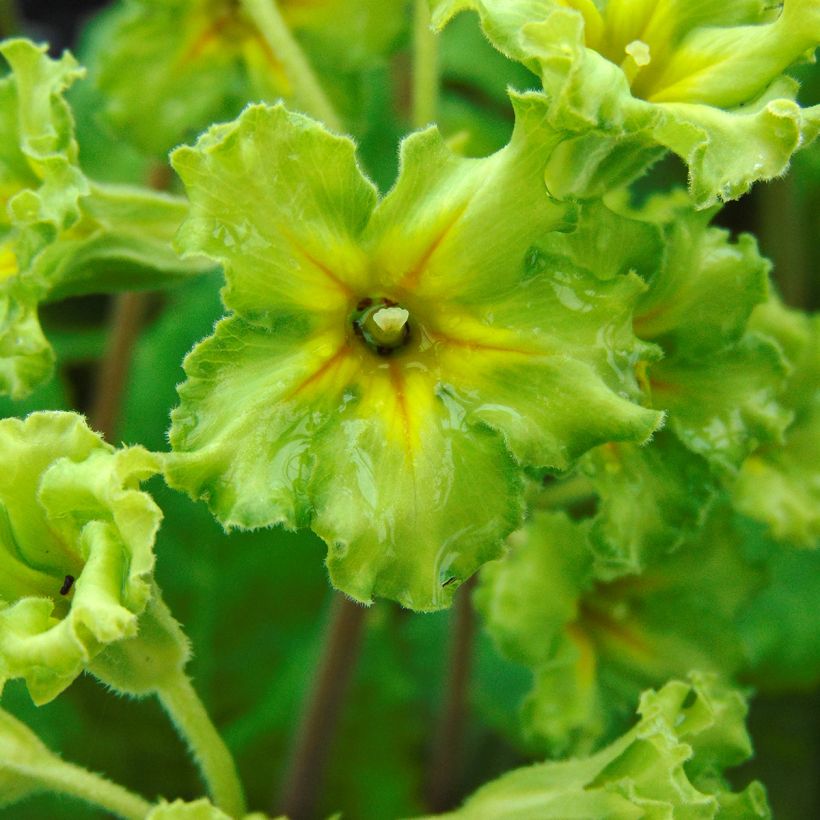 Primula vulgaris Francesca - Primevère des jardins (Floraison)