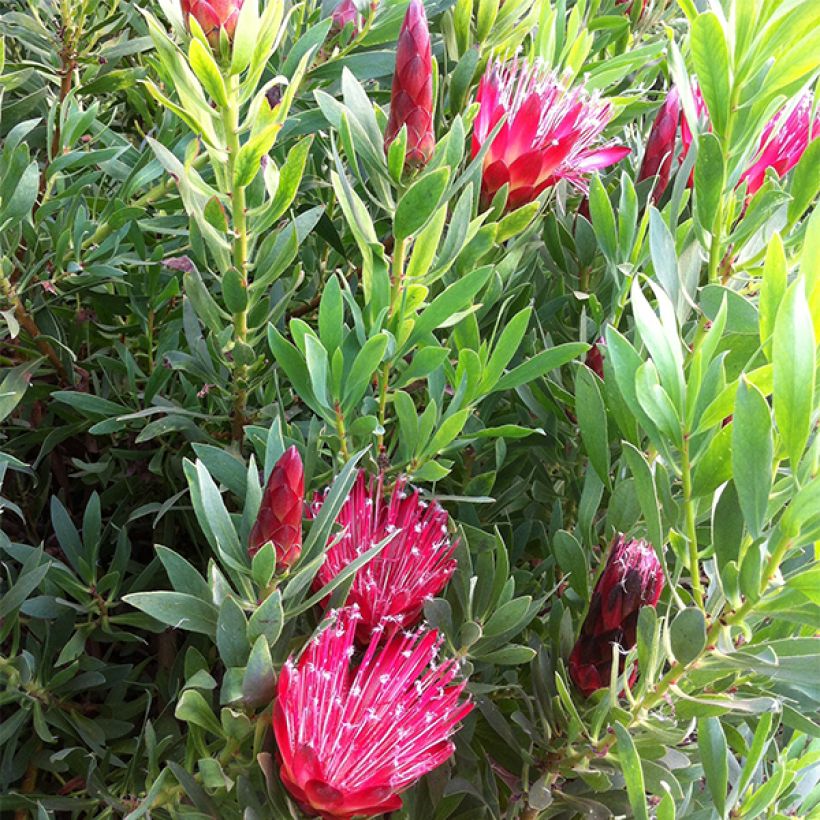 Protea Clark's Red - Protée hybride (Flowering)