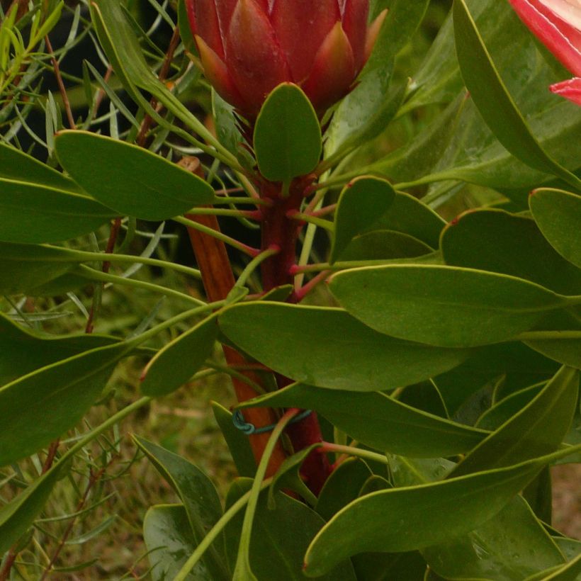 Protea Pink Crown - Protée hybride (Foliage)
