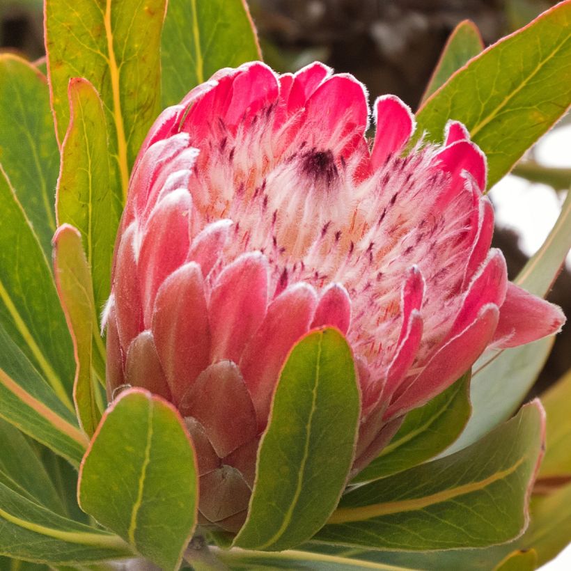 Protea Pink Ice - Protée hybride (Flowering)