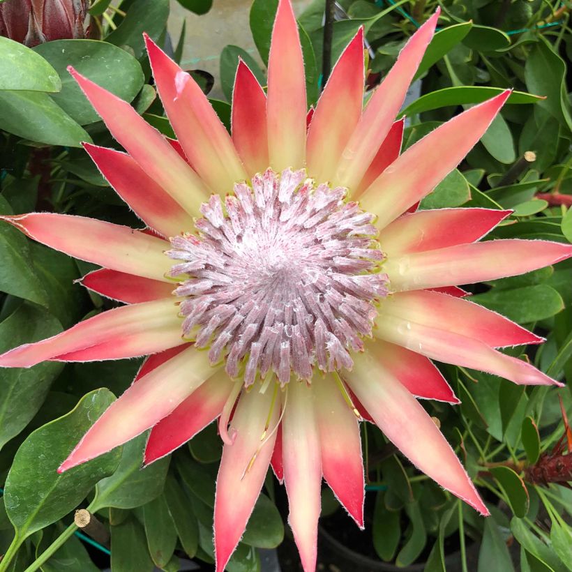 Protea Little Prince - Protée royale (Flowering)