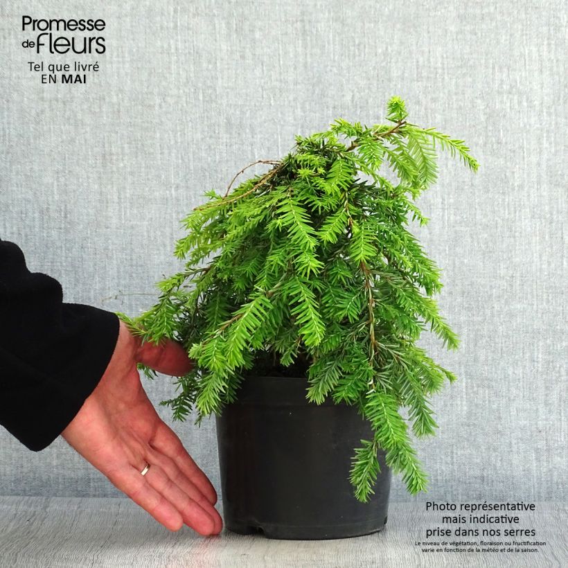Spécimen de Pruche du Canada - Tsuga canadensis Pendula                        Pot de 2L/3L tel que livré au printemps