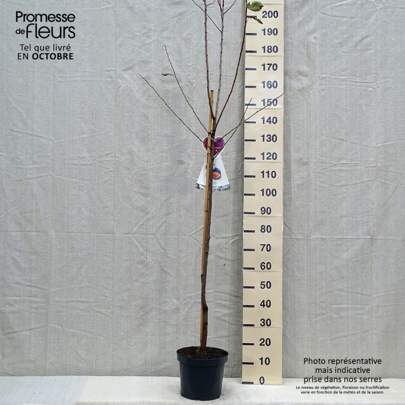 Spécimen de Pruneau de Bâle - Prunier Hauszwetsche - Quetsche Pot de 7,5L/10L, Demi-Tige tel que livré en automne