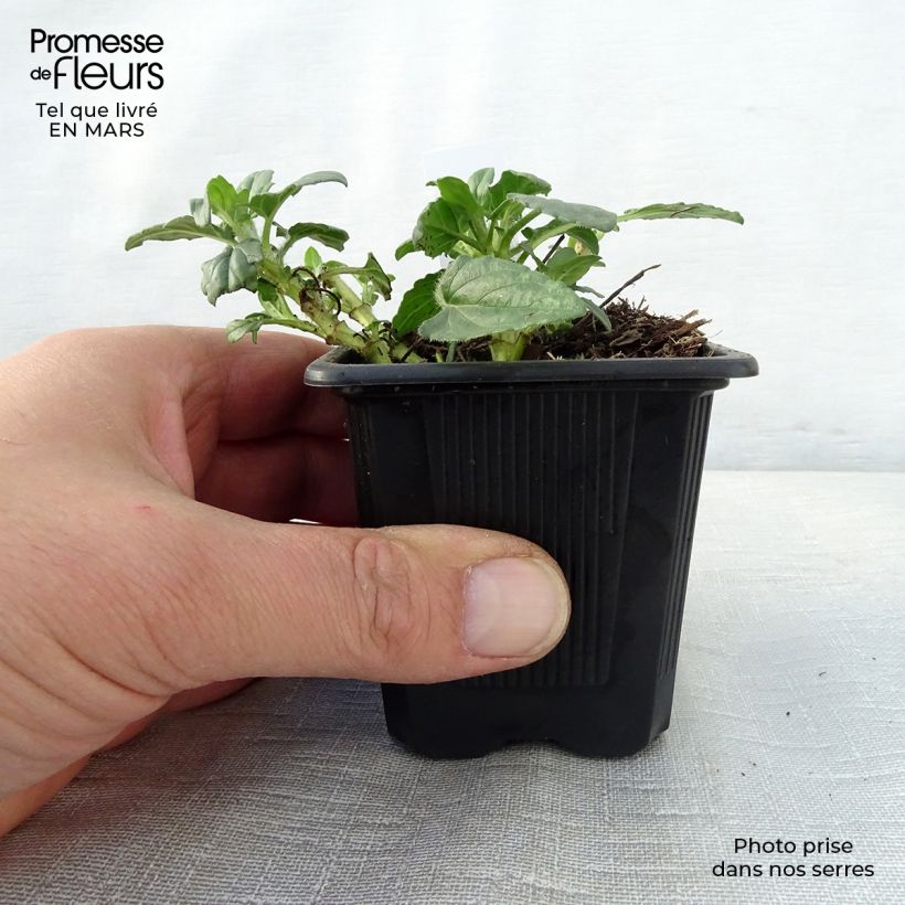 Example of Prunella grandiflora White Loveliness - Brunelle à grandes fleurs blanches. Godet de 8/9 cm as you get in printemps