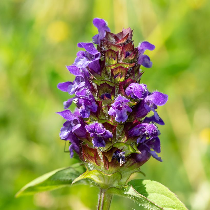 Prunella vulgaris - Brunelle commune (Floraison)