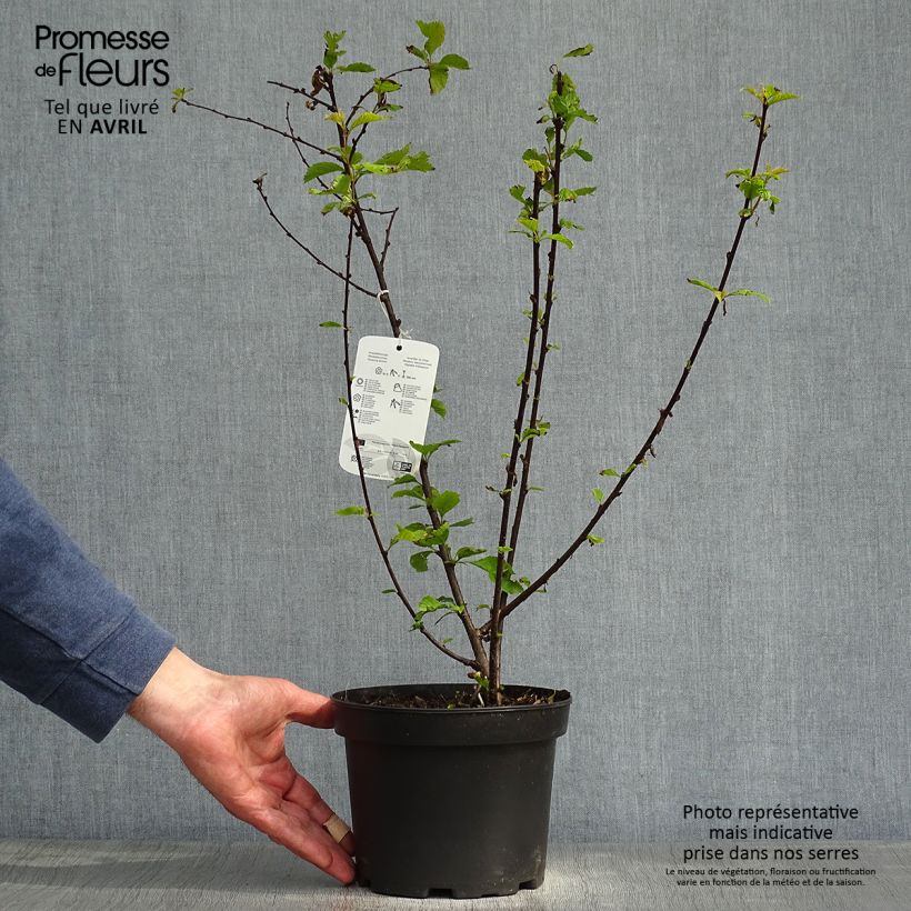 Spécimen de Prunellier - Prunus spinosa Pot de 3L/4L tel que livré au printemps