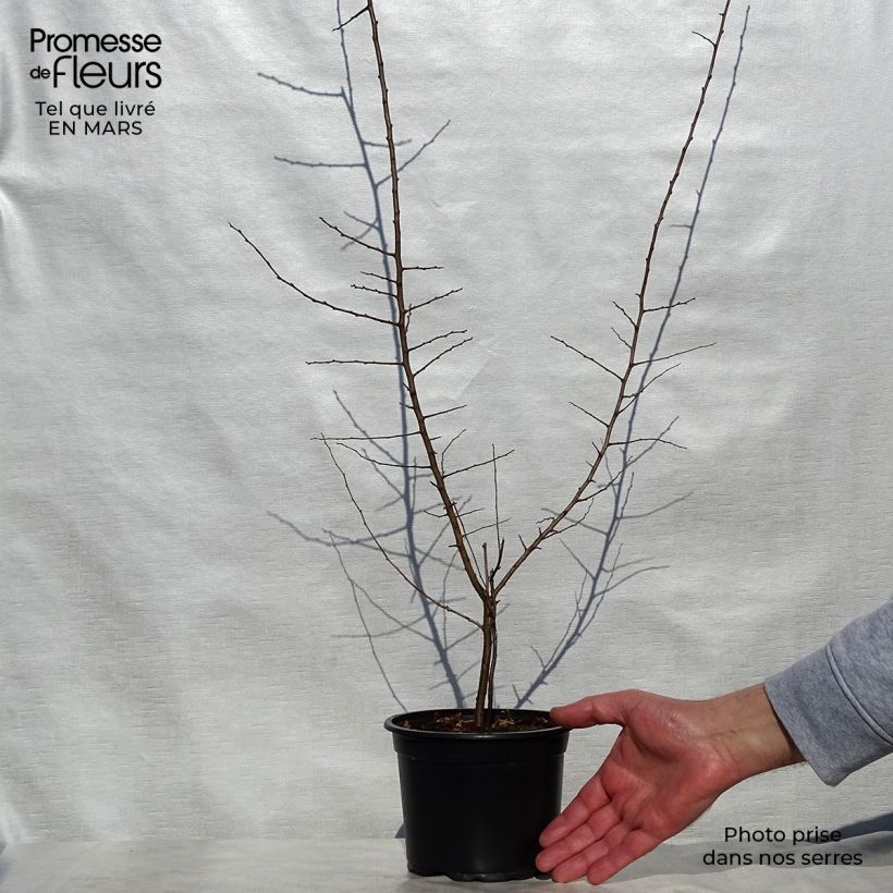 Spécimen de Prunellier - Prunus spinosa Pot de 2L/3L tel que livré au printemps