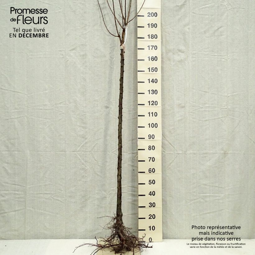 Spécimen de Prunier Belle De Louvain - Quetsche italienne Racines nues, Demi-Tige tel que livré en hiver
