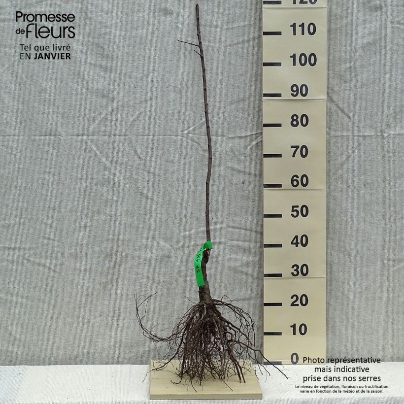 Spécimen de Prunier Des Béjonnières Racines nues, Scion tel que livré en hiver