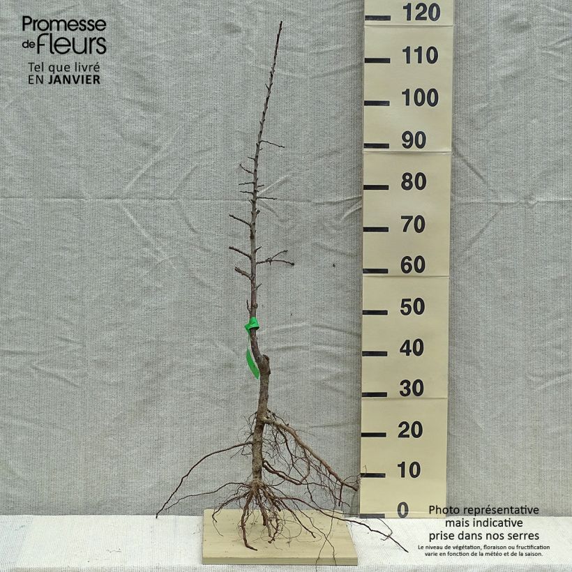 Spécimen de Prunier Mirabelle de Metz Bio Racines nues, Scion tel que livré en hiver