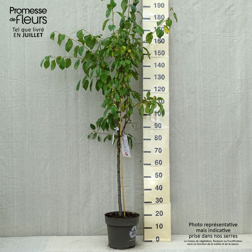 Spécimen de Prunier Queen Victoria Pot de 7,5L/10L, Gobelet tel que livré en été