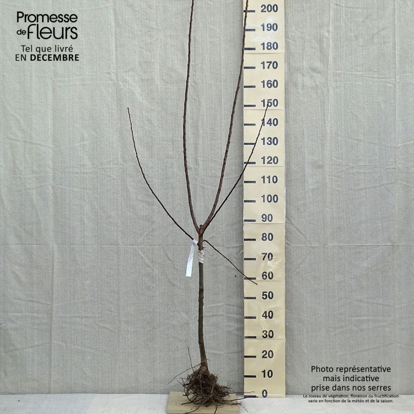 Spécimen de Prunier Reine Claude d'Oullins  Racines nues, Gobelet tel que livré en hiver