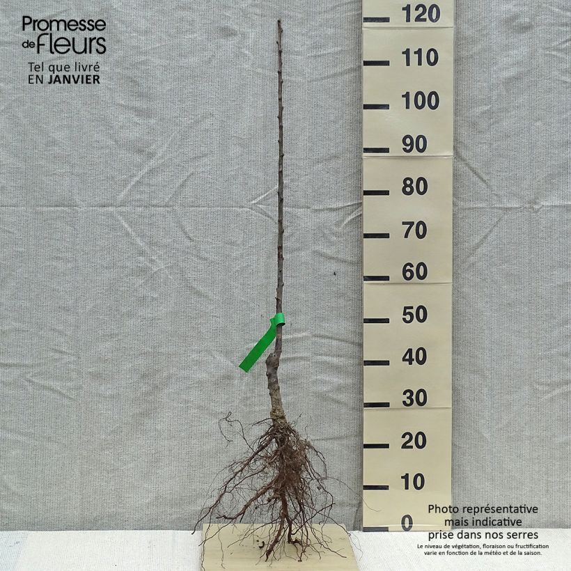 Spécimen de Prunier Reine Claude de Bavay Bio Racines nues, Scion tel que livré en hiver