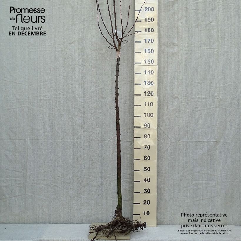Spécimen de Prunier Wignon Racines nues, Demi-Tige tel que livré en hiver