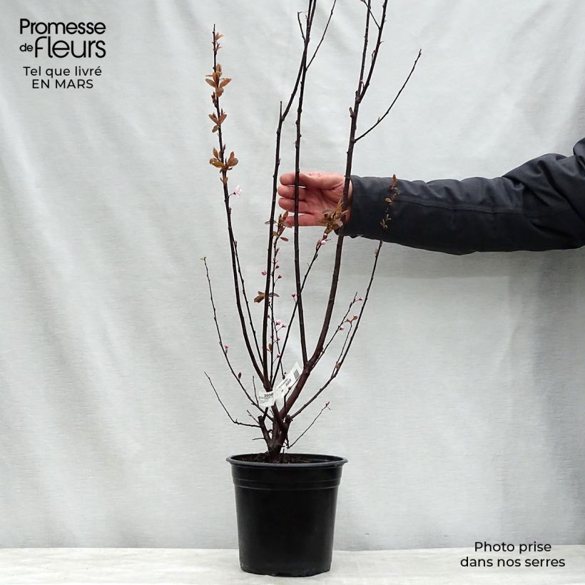 Example of Prunier à fleurs - Prunus cerasifera Nigra Pot de 4L/5L, Tige, Tige de 20 cm as you get in printemps