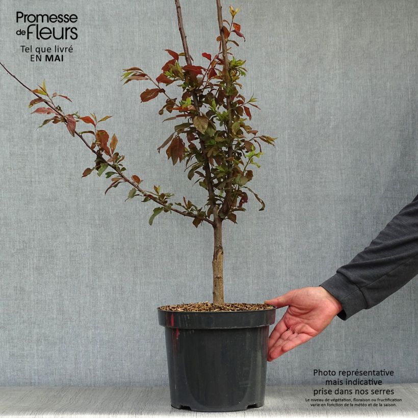 Example of Prunier à fleurs - Prunus cerasifera Nigra Pot de 7,5L/10L as you get in printemps