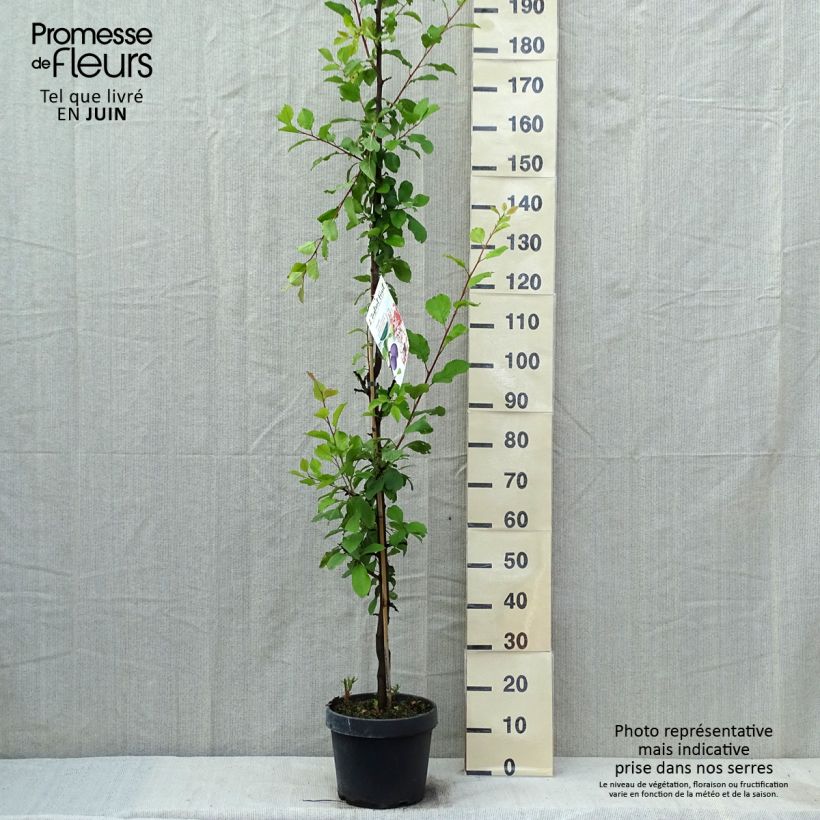 Example of Prunier colonnaire Quetsche Toronto Pot de 6L/7L, Colonnaire as you get in printemps