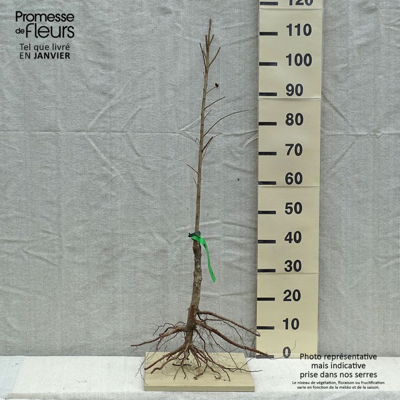 Spécimen de Prunier japonais Allo Bio - Prunus salicina Racines nues, Scion tel que livré en hiver