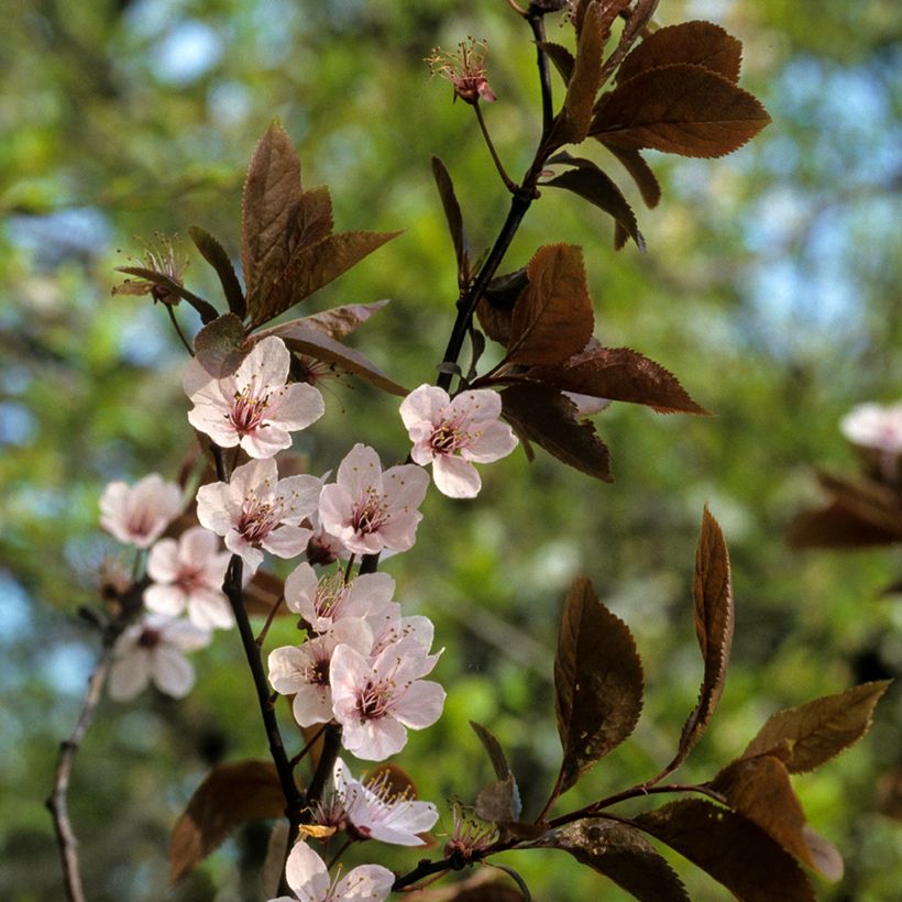 Prunier myrobolan - Prunus cerasifera Pissardii (Floraison)