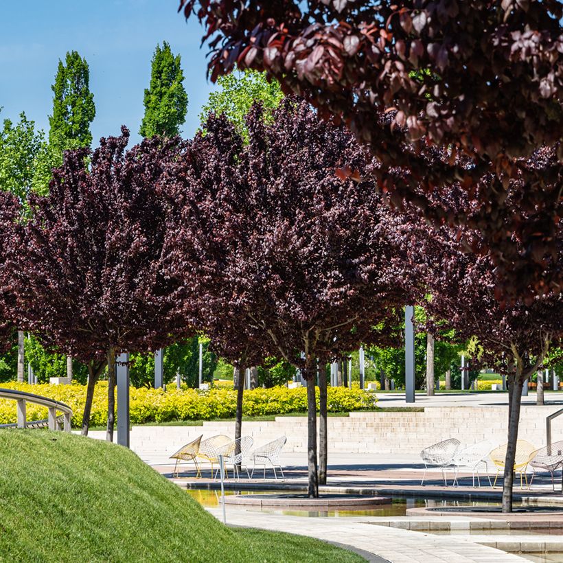 Prunier myrobolan - Prunus cerasifera Pissardii (Port)