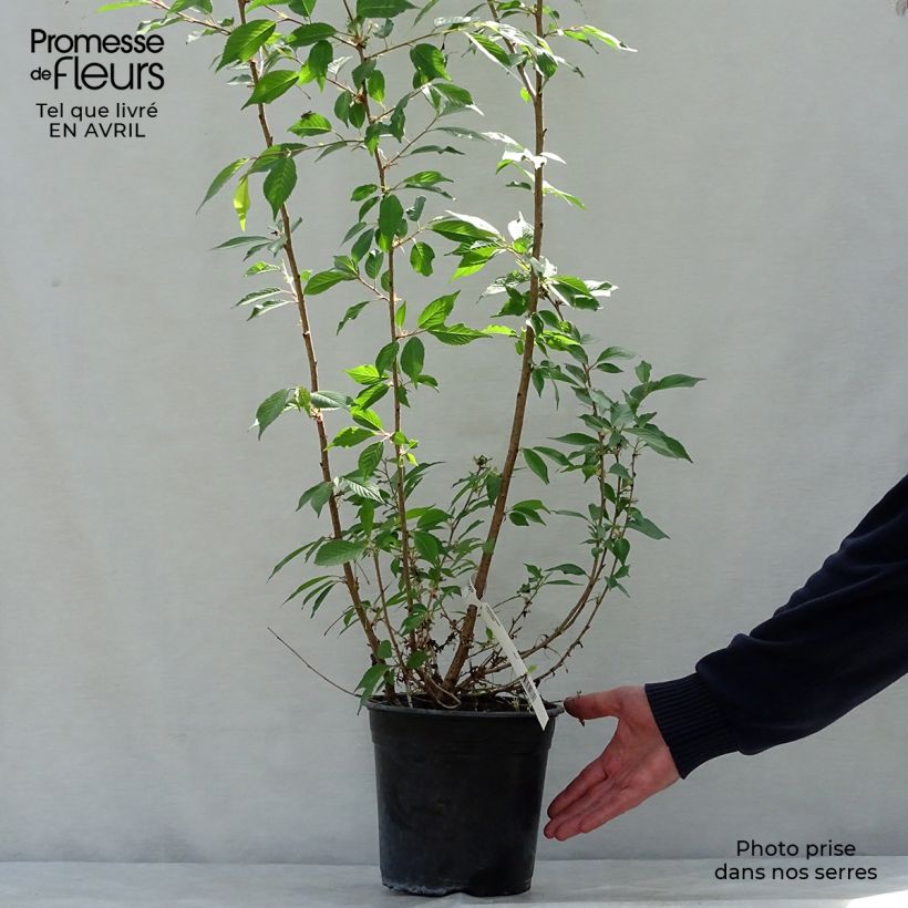 Spécimen de Prunus Okame - Cerisier à fleurs Pot de 4L/5L tel que livré au printemps