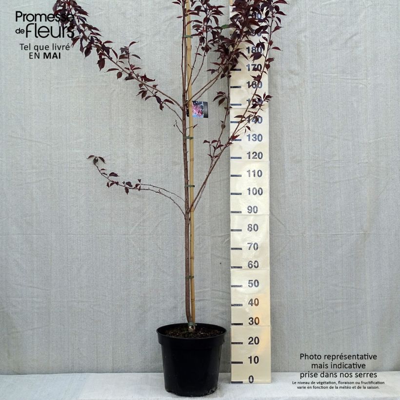 Example of Cerisier du Japon - Prunus serrulata Royal Burgundy Pot de 12L/15L as you get in printemps