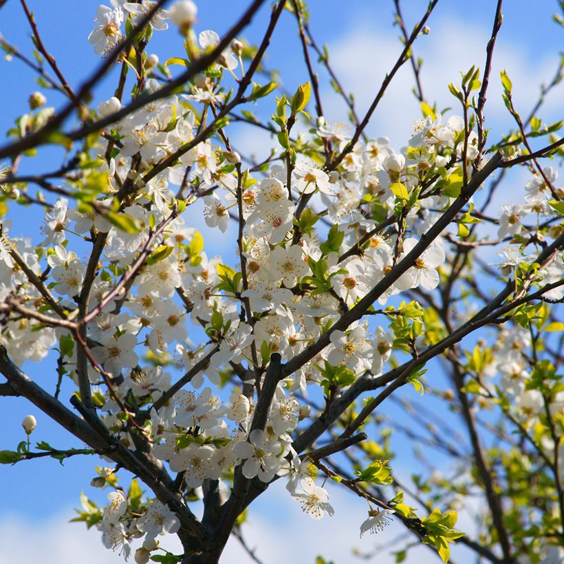 Prunier à fleurs - Prunus cerasifera Złoty Obłok (Flowering)