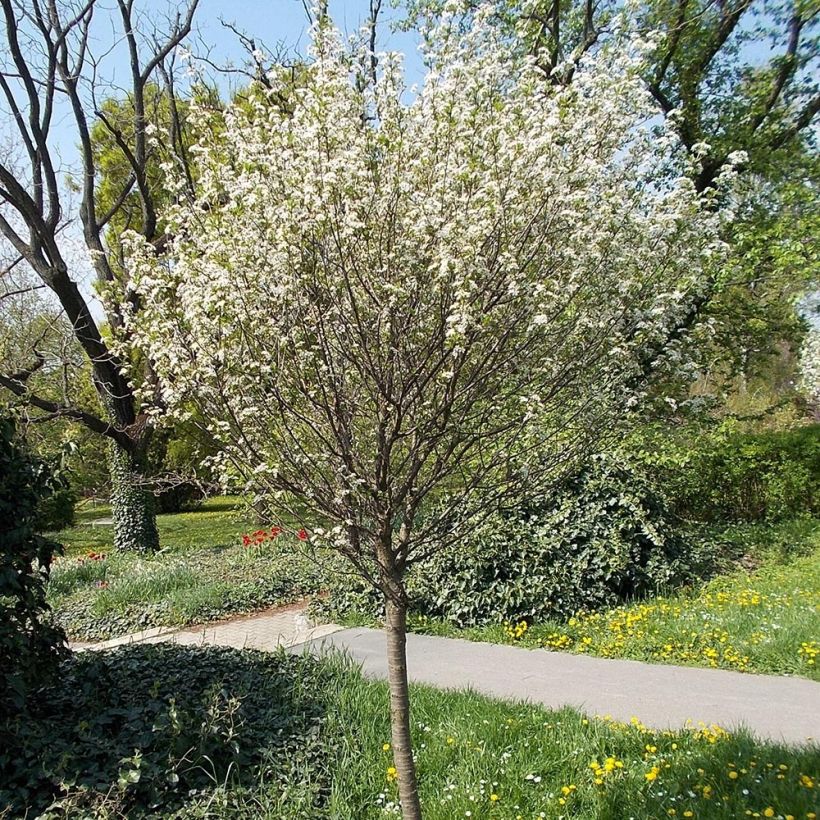 Prunus eminens Umbraculifera - Cerisier du Japon boule (Port)