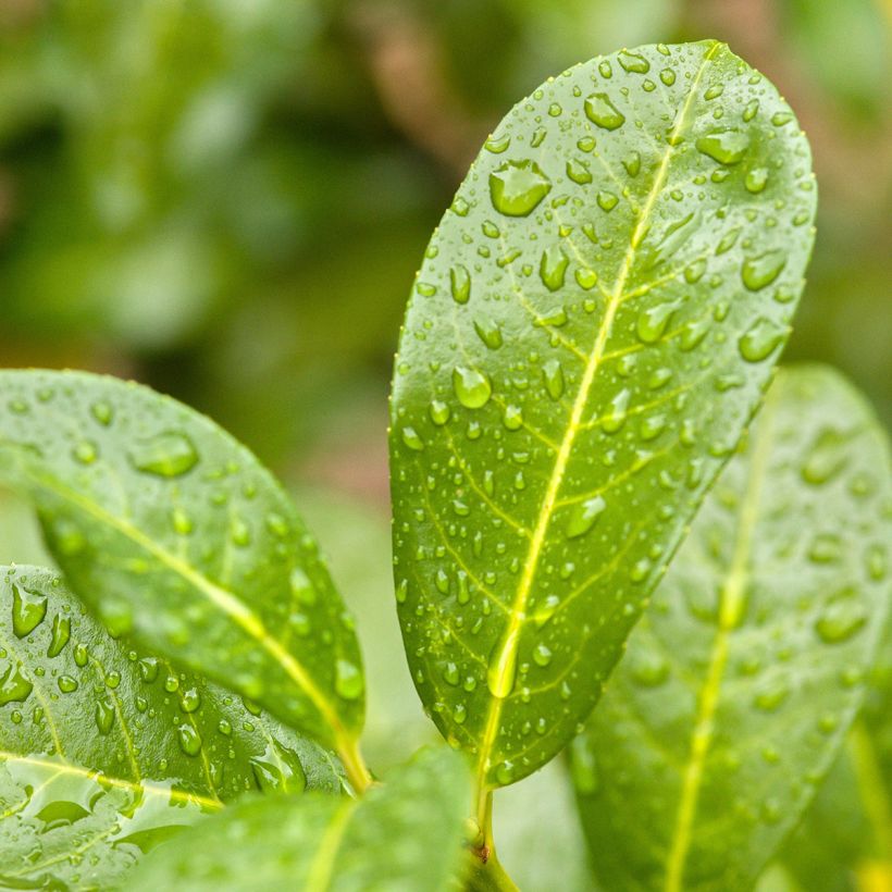 Laurier cerise - Prunus laurocerasus Ani (Feuillage)