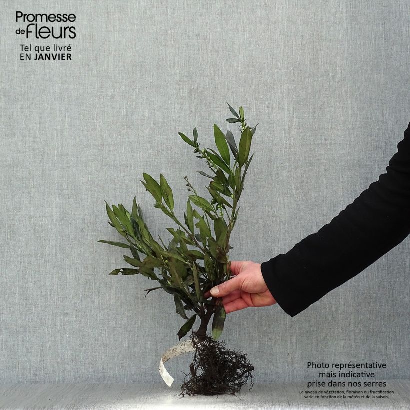 Spécimen de Laurier cerise - Prunus laurocerasus Otto Luyken  Racines nues tel que livré en hiver