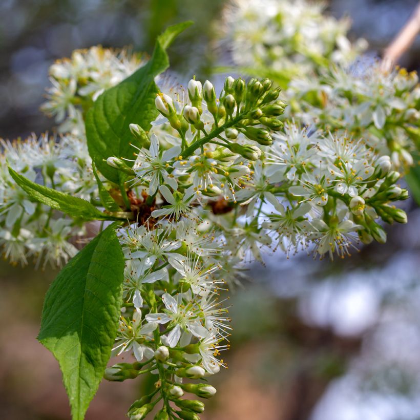 Prunus maackii Amber Beauty - Cerisier de Mandchourie (Floraison)