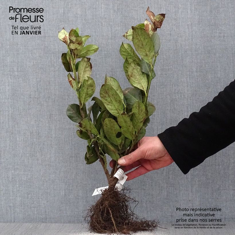 Spécimen de Prunus padus - Cerisier à grappes Racines nues tel que livré en hiver