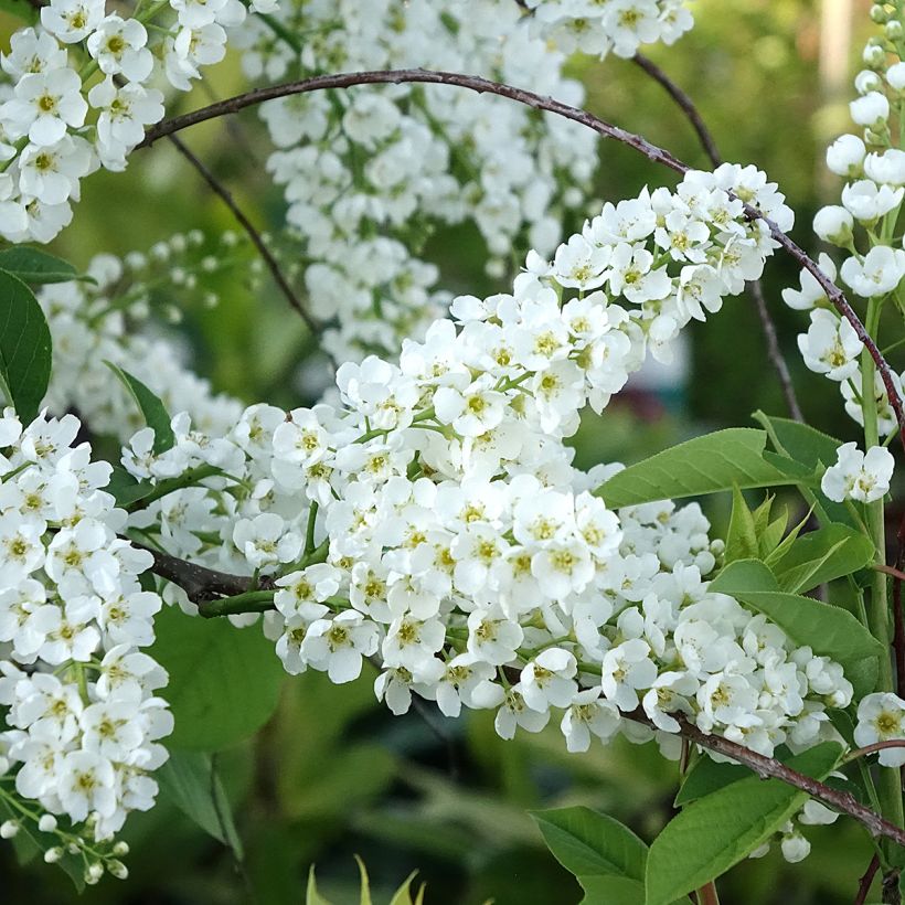 Prunus padus Le Thoureil - Cerisier à grappes  (Floraison)