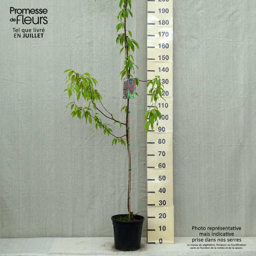 Spécimen de Prunus serrula Amber Scots - Cerisier du Tibet  Pot de 7,5L/10L, Baliveau tel que livré en été