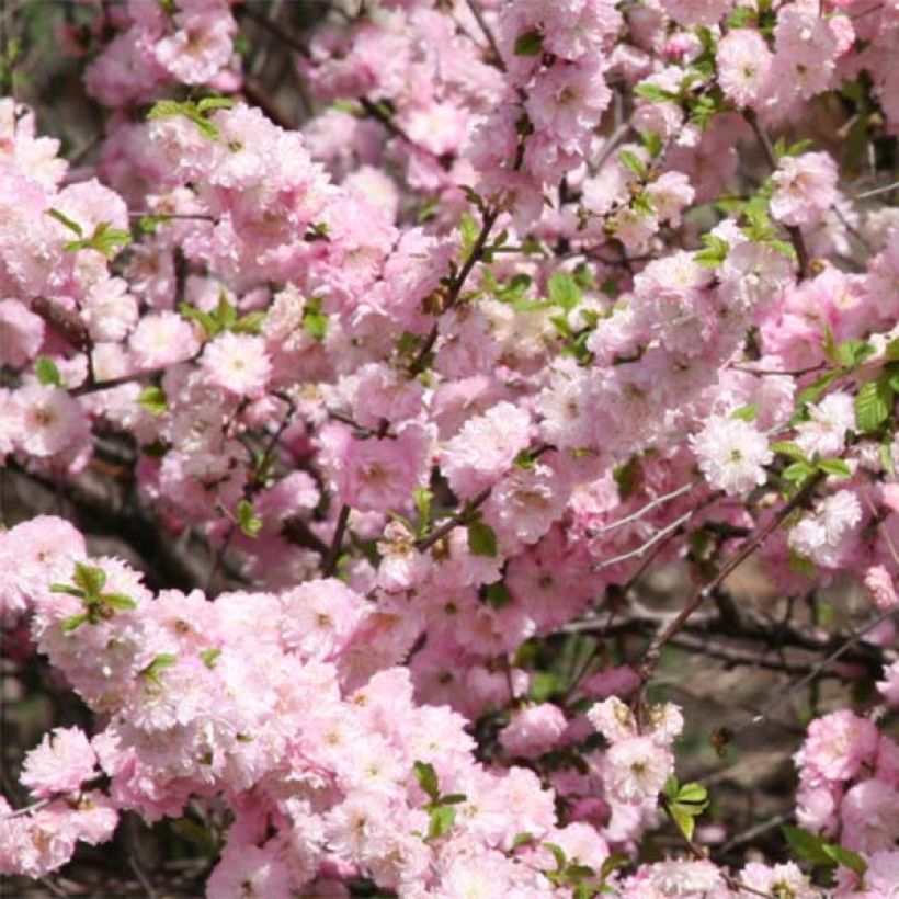 Amandier à fleurs - Prunus triloba  (Flowering)