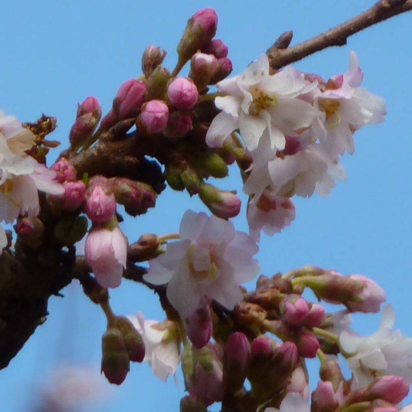 Cerisier à fleurs d'automne - Prunus subhirtella Autumnalis Rosea  (Flowering)