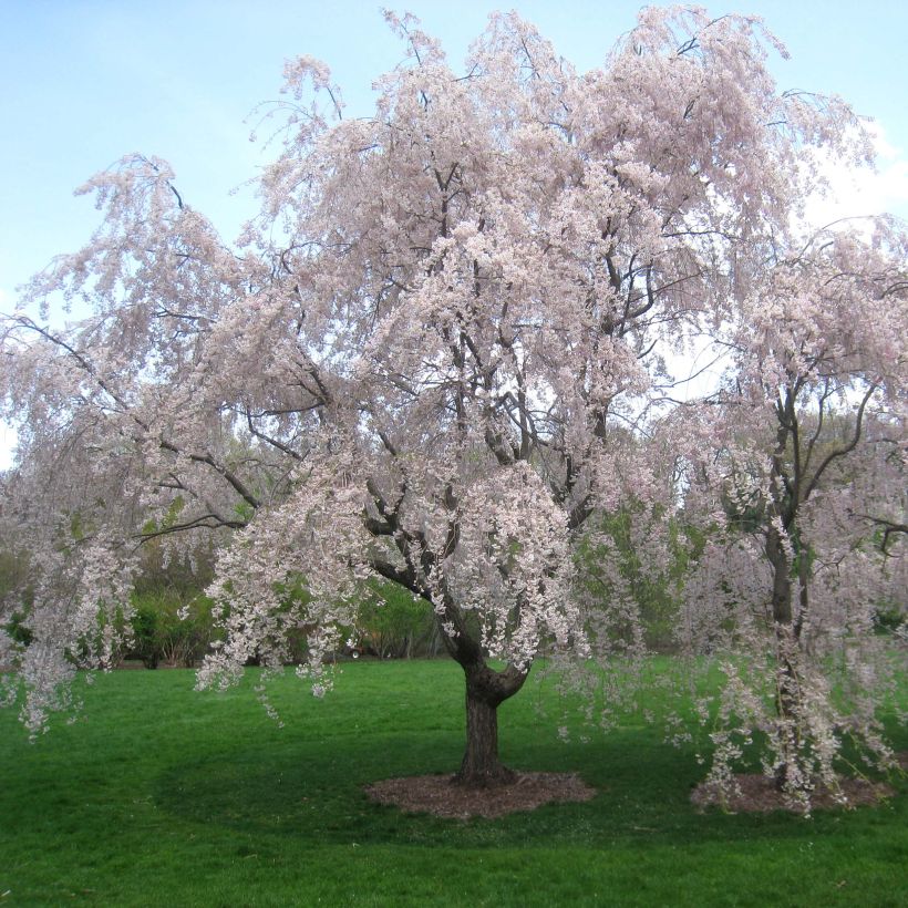 Cerisier à fleurs - Prunus subhirtella Pendula Rubra (Plant habit)